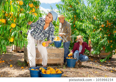 Female gardener with ripe peaches in orchard on sunny day 105998154