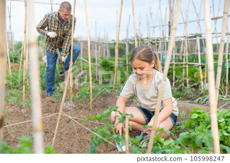 Child girl helping her parents work in vegetable garden Child girl helping her parents work in vegetable garden 105998247