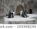 A dozing penguin 105998249