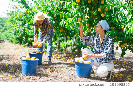 Group of farm workers harvesting crop of ripe peaches at garden Group of farm workers harvesting crop of ripe peaches at garden 105998295