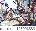 梅02 105998335