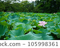 Ichirin's lotus flower 105998361