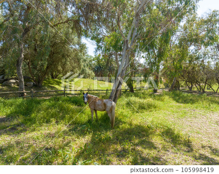 Horse in a green grass summer field Horse in a green grass summer field 105998419