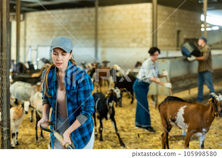 Portrait of active young European female employee working with hay and straw in barn on goat farm Portrait of active young European female employee working with hay and straw in barn on goat farm 105998580