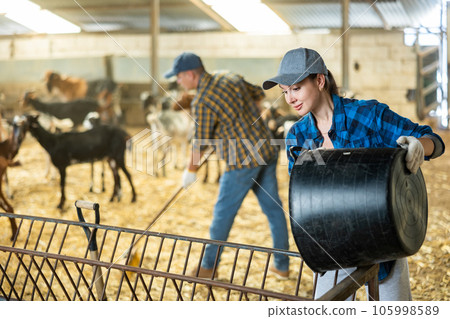 Woman pouring dry food from bucket into goat feeder 105998589