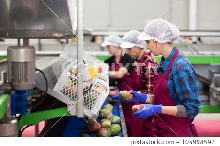Food factory workers sorting ripe mangoes on conveyor 105998592