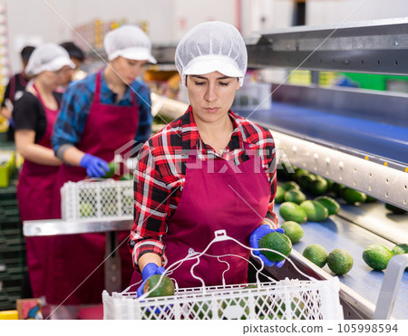 Hispanic female worker checking ripe avocados on conveyor belt 105998594