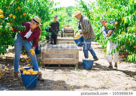 Workers harvesting peaches 105998634
