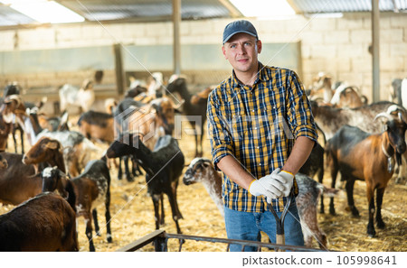 Successful farmer posing in barn with herd of domestic goats 105998641