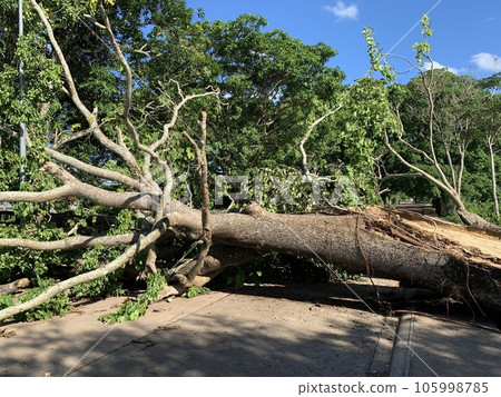 Tree fallen by strong wind Tree fallen by strong wind 105998785