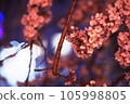 Night cherry blossoms (Someiyoshino) 105998805
