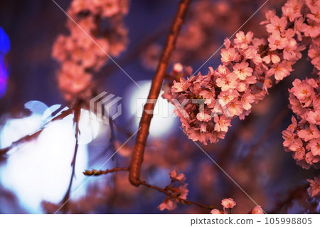 夜櫻（染井吉野） 105998805