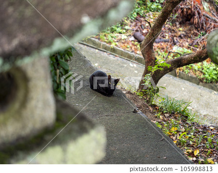 Shrine stone lantern and black cat Shrine stone lantern and black cat 105998813