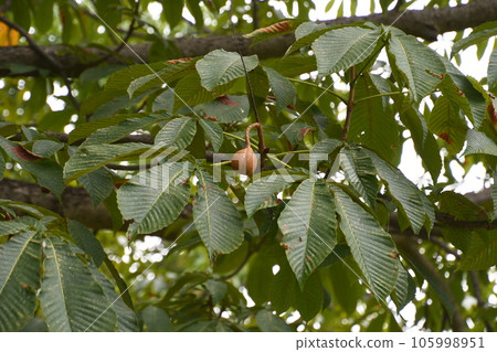 七葉樹樹 七葉樹 105998951