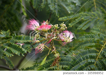 Nemnoki花 105998952