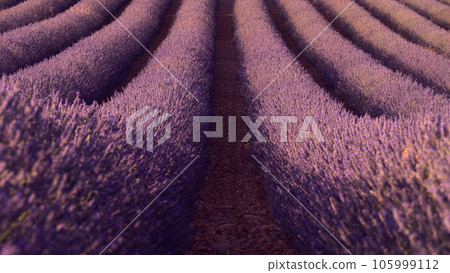 Lavender field in summer  landscape near Valensole.Provence,France 105999112