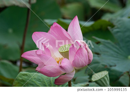  Lotus 105999135