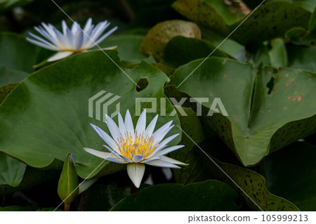 Lotus Lotus 105999213