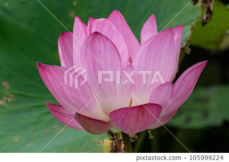 荷花 105999224