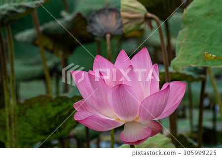 荷花 105999225
