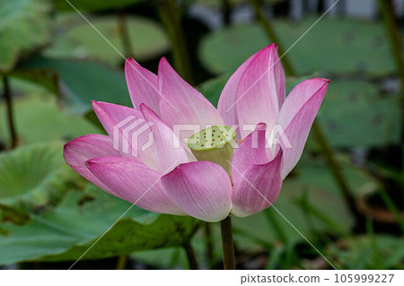  Lotus 105999227