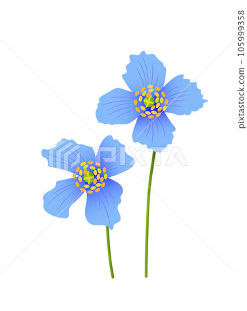 藍罌粟 藍罌粟 105999358