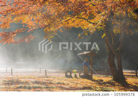 鎌倉,深秋的古都 明月院 秋葉 正殿後面的花園,蒸汽沸騰 鎌倉,深秋的古都 明月院 秋葉 正殿後面的花園,蒸汽沸騰 105999378