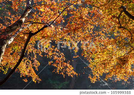 鎌倉，深秋的古都 明月院 正殿後面的紅葉花園 105999388