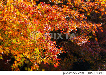Kamakura, the ancient capital of late autumn Meigetsu-in Temple in the fall foliage Garden behind the main hall 105999390
