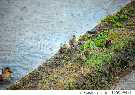 Cute spot-billed ducks that came to the paddy field 105999451