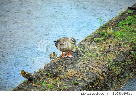 Cute spot-billed ducks that came to the paddy field Cute spot-billed ducks that came to the paddy field 105999453