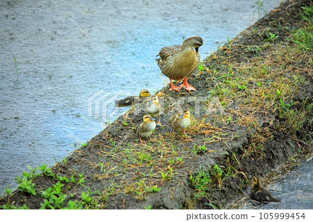 來到稻田的可愛斑嘴鴨 105999454