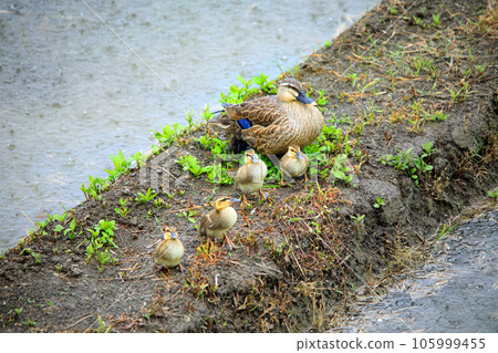Cute spot-billed ducks that came to the paddy field Cute spot-billed ducks that came to the paddy field 105999455