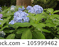 Hydrangea blooming in the rainy season 105999462