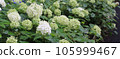 White hydrangea which is wet in the rain 105999467