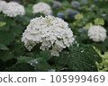 A large white hydrangea wet in the rain 105999469