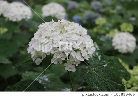 A large white hydrangea wet in the rain A large white hydrangea wet in the rain 105999469
