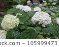 A large white hydrangea wet in the rain 105999473