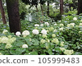 White hydrangea 105999483