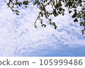 Tree leaves, blue sky and white clouds 105999486