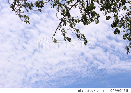 樹葉、藍天和白雲 樹葉、藍天和白雲 105999486