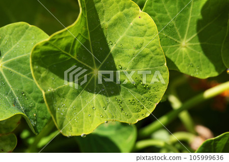 旱金蓮葉和晨露 105999636