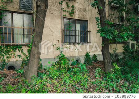 Ivy-covered old building 105999776