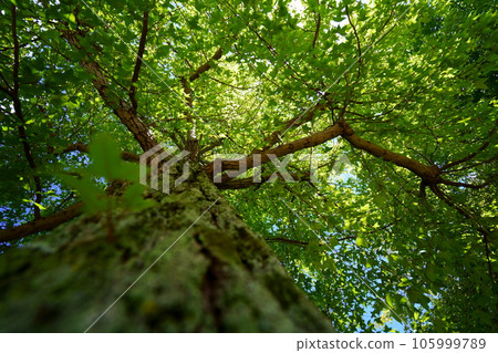 森林深處的清涼,台灣Fuu 森林深處的清涼,台灣Fuu 105999789