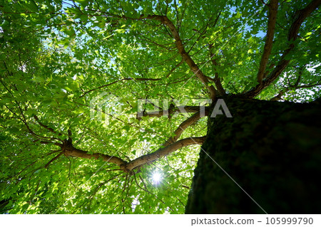 陽光透過樹林的清涼感,大蕨樹的樹蔭 陽光透過樹林的清涼感,大蕨樹的樹蔭 105999790