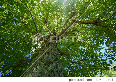 森林深處的清涼,台灣Fuu 森林深處的清涼,台灣Fuu 105999791