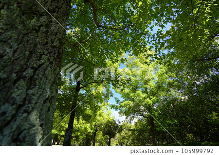 森林深處的清涼，台灣Fuu 105999792