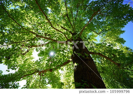 The cool feeling of sunshine filtering through the trees, the shade of a large Taiwan fern tree 105999796