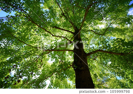 森林深處的清涼，台灣Fuu 105999798