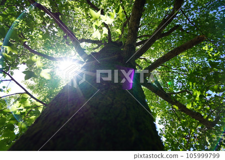 陽光透過樹林的清涼感，大蕨樹的樹蔭 105999799